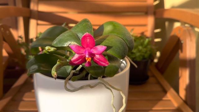Phalaenopsis (Encarnada de Caso x George Vasquez) x Bellina | Fragrant Orchid 🌺❤️🌺 смотреть онлайн