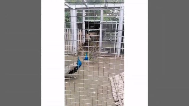 В зоопарке (Челябинск) смотреть онлайн