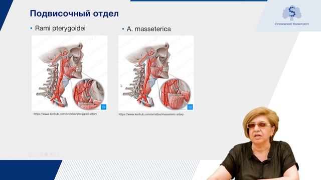 Артерии головы и шеи смотреть онлайн