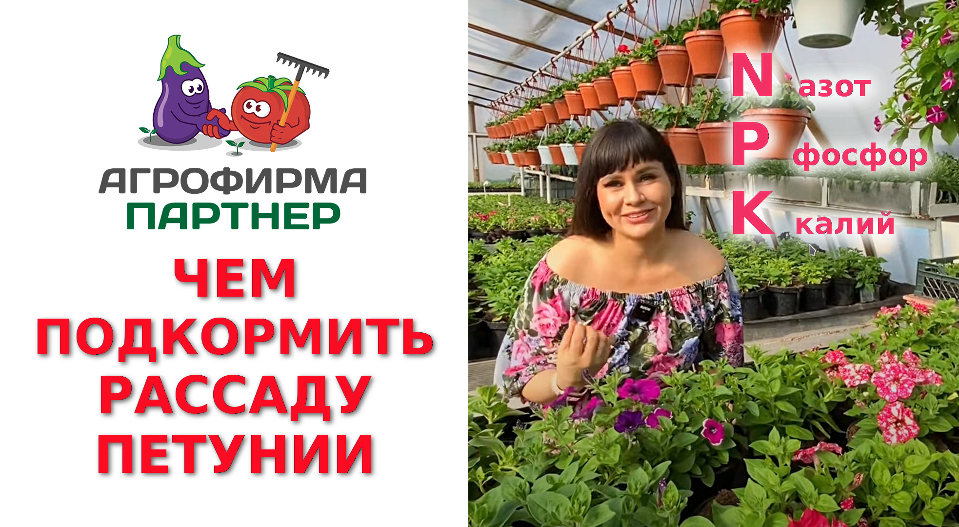 ЧЕМ ПОДКОРМИТЬ РАССАДУ ПЕТУНИИ