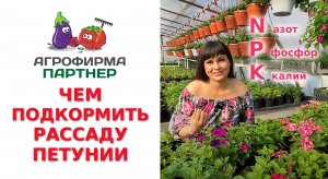 ЧЕМ ПОДКОРМИТЬ РАССАДУ ПЕТУНИИ