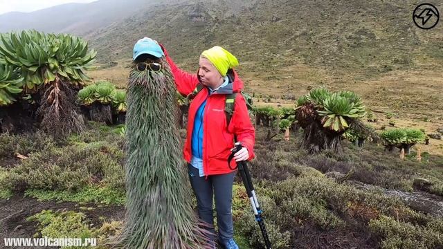 Mount Kenya - древний вулкан, вторая по высоте вершина в Африке. смотреть онлайн