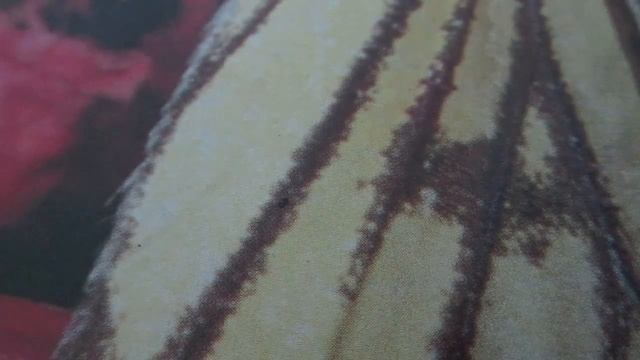 Как сшить юбку "полусолнце". How to sew a skirt "polusolntse" смотреть онлайн