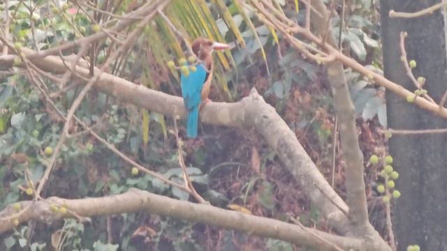 White throated kingfisher Halcyon smyrnensis perched on Ficus racemosa in Mapusa (1) смотреть онлайн