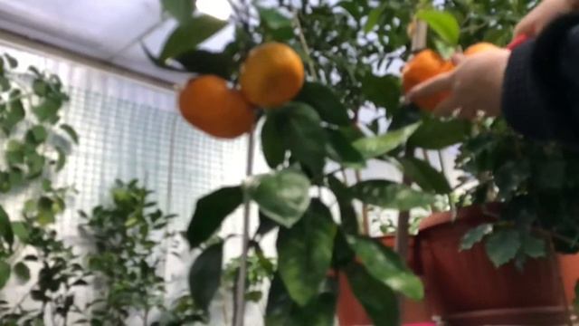 Мандарин Уншиу Широколистный смотреть онлайн