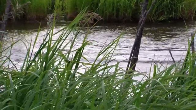 бобр хлопает по воде хвостом смотреть онлайн
