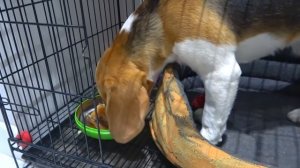 У Шерлока ВЫПАЛ ЗУБ. ЩЕНОК И ЗУБНАЯ ФЕЯ.