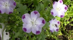 Выращивание немофилы от посева до цветения.