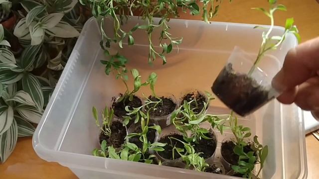 АЛИССУМ СНОУ ПРИНЦЕСС. РЕЗУЛЬТАТ УКОРЕНЕННЫХ ЧЕРЕНКОВ ОСЕННЕГО ЧЕРЕНКОВАНИЯ.