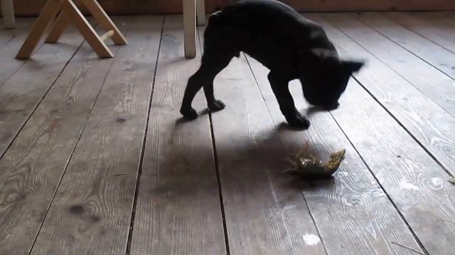 французский бульдог платон танцует с раком смотреть онлайн