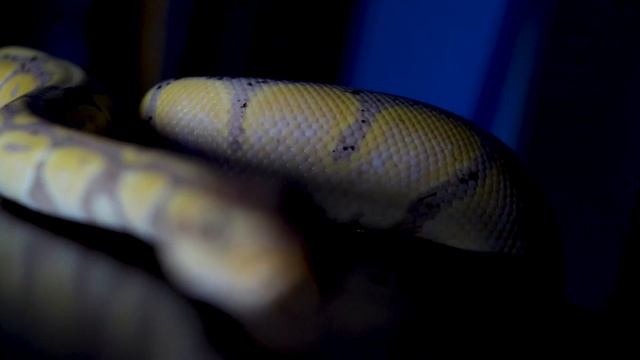 5 Ways To Make REAL MONEY With Reptiles | Not Chump Change, An Actual Career! смотреть онлайн