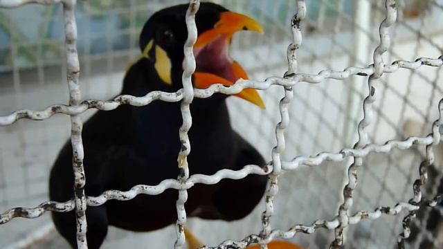 Говорящая птица в Паттайе смотреть онлайн