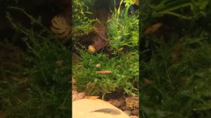 Нано аквариум. Гастромизон ктеноцефалус (Рыбка - Гитара)