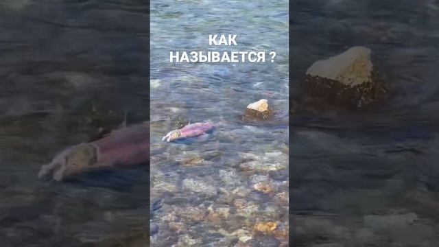 РЫБАЛКА на КАМЧАТКЕ КРАСНАЯ РЫБА СЕМЕЙСТВО ЛОСОСЁВЫХ #kamchatka #travel