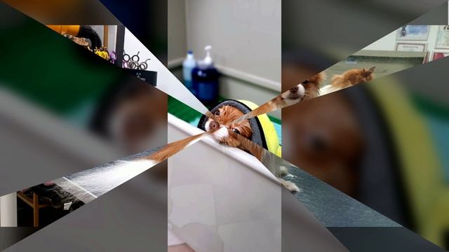 Уход шпиц. смотреть онлайн