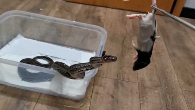 Не стоит смотреть это видео. Удавы едят! смотреть онлайн