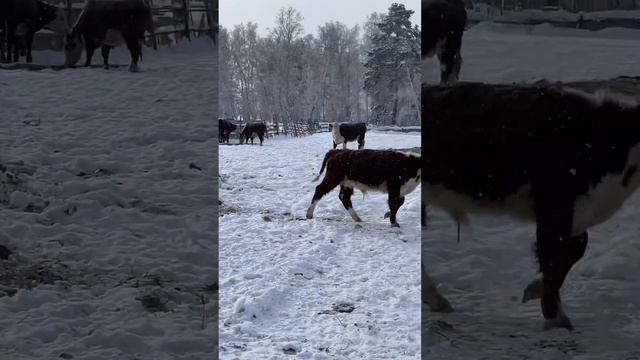 11 февраля 2024 г. смотреть онлайн