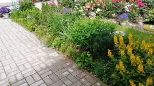 МИКСБОРДЕР Правила создания и подбор растений