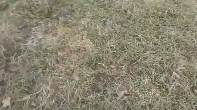 Nokta Makro Simplex plus Очередний Пошук Артефактів смотреть онлайн