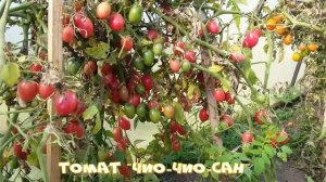 Томат "Чио-чио-сан"