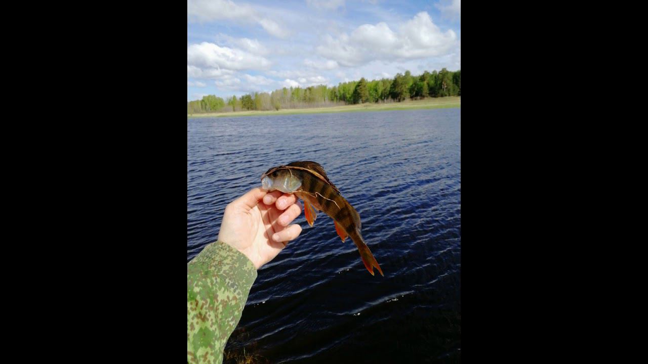 Фотографии рыбы за последние пару сезонов. Щука, окунь, карась, чебак, язь. #NIK_72 смотреть онлайн