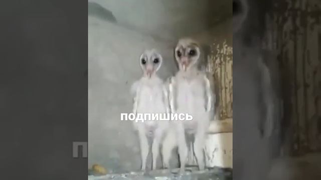 это не пришельцы, а просто детёныши Совы #детёныши #Сова #Совы #НаКрыше #инопланетян смотреть онлайн