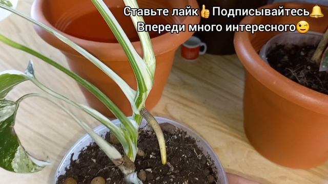 Монстера Альба?Уход?Содержание?Грунт?Полив?Освещение?Деликатесная?Борзигиана?Делициоза?Малая форма смотреть онлайн