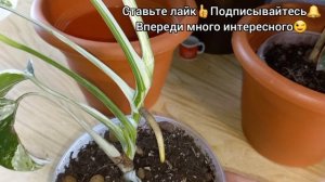 Монстера Альба?Уход?Содержание?Грунт?Полив?Освещение?Деликатесная?Борзигиана?Делициоза?Малая форма