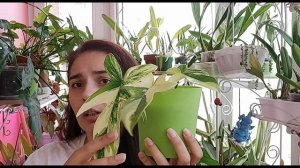 Philodendron Magic Mask