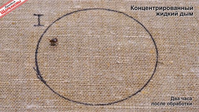 Клещи боятся ДЁГТЯ и УКСУСА? Давайте проверим! Тест на выживание (Братья Щербаковы) смотреть онлайн