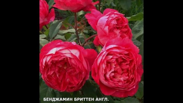 Парковые розы видео обзор с названиями сортов смотреть онлайн