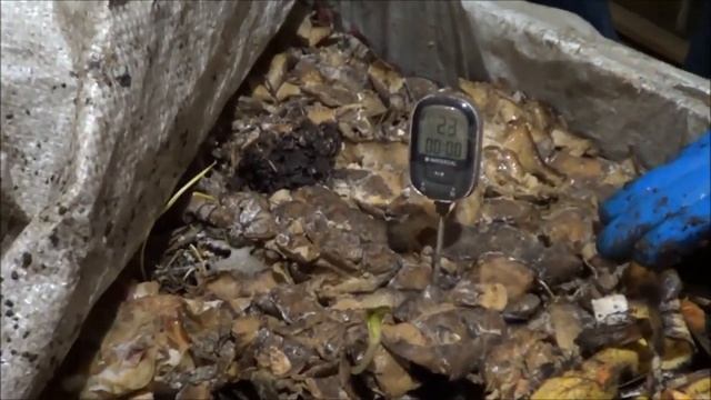 ТТ66 Черви, какие лучше Дендробены, Калифорнийские или Стратели в одном реакторе