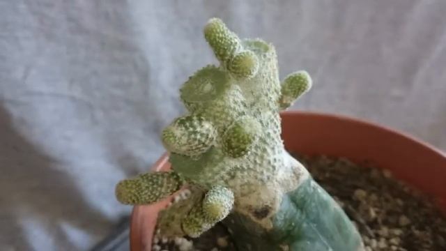 Injertos De Cactus En Selenicereus Pereskiopsis Y Echinopsis