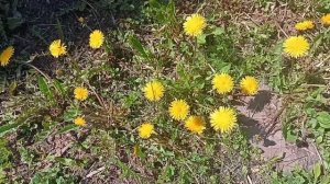 Чай из одуванчиков. Польза и противопоказания.