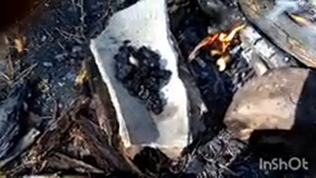 Сосновая канифоль своими руками (в лесных условиях)