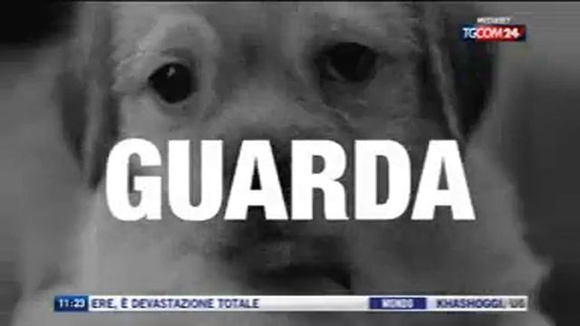 SALVAMI SUBITO, ON. BRAMBILLA: "AIUTATECI A COMBATTERE IL RANDAGISMO" смотреть онлайн
