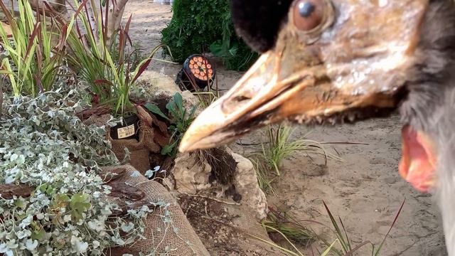 Птица смотреть онлайн