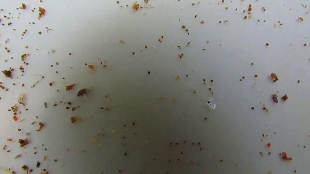 летние обработки от клеща Варроа - сколько дней эффективно действует на клеща Варроа, пихтовое масл смотреть онлайн