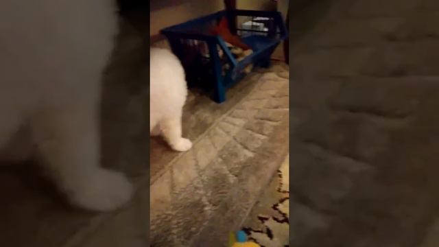 Cutes puppy ever смотреть онлайн