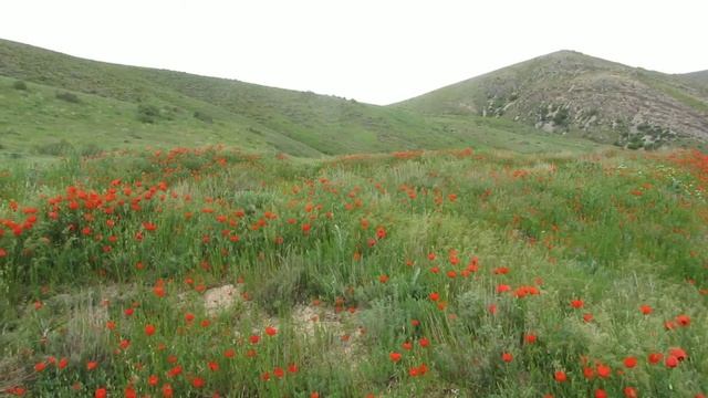 Неизмеримо зрелищное цветение маков в горах возле г . Жанатас . смотреть онлайн