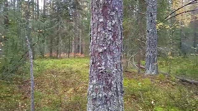 ТИХАЯ ОХОТА 2022 (1).mp4