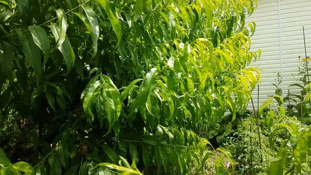 ЧТО ДЕЛАТЬ ПРИ ХЛОРОЗЕ\КАК БЫСТРО ВЫЛЕЧИТЬ ХЛОРОЗ смотреть онлайн