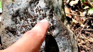 Вот каких удивительных муравьёв я нашёл! Большое путешествие по Кавказу // Димон и пумба