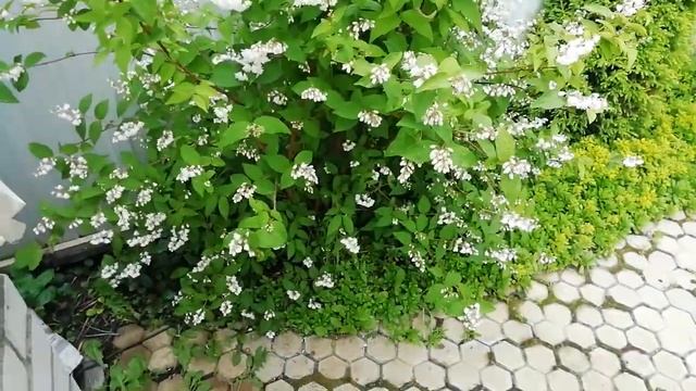 ?Что любят гортензии смотреть онлайн