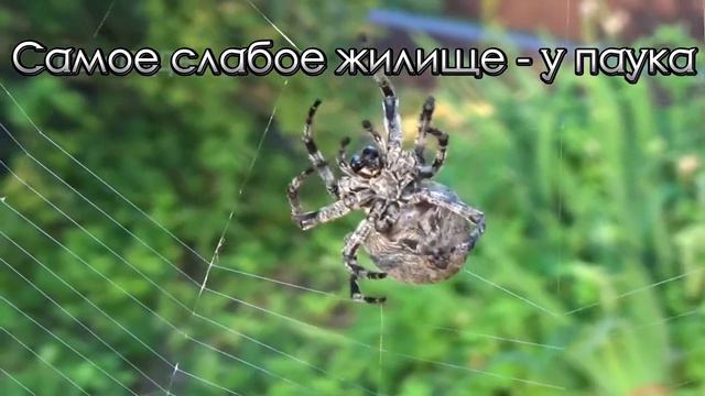 Притча о Пауке смотреть онлайн