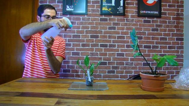 Como cuidar da Anubias lanceolata em aquário смотреть онлайн