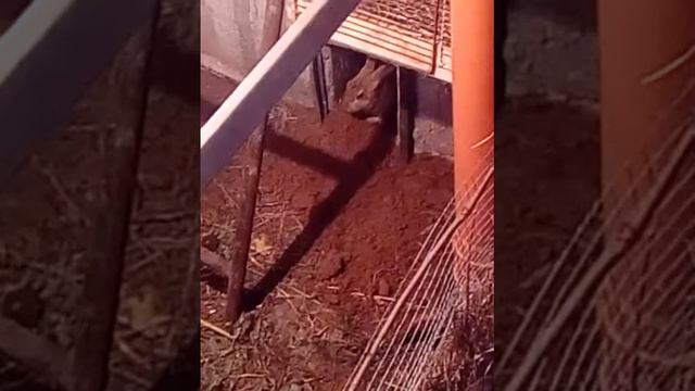 Крольчиха готовит гнездо смотреть онлайн