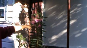 Цветок олеандр: выращивание и уход в домашних условиях.Розовый лавр