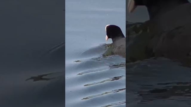 Лысуха весной смотреть онлайн