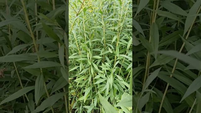 Виртуозное Играть на Инструменте